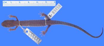 Media type: image; Herpetology A-89458